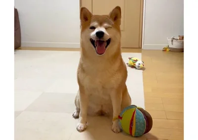 外では控えめ、お家では自由奔放な柴犬「ももちゃん」