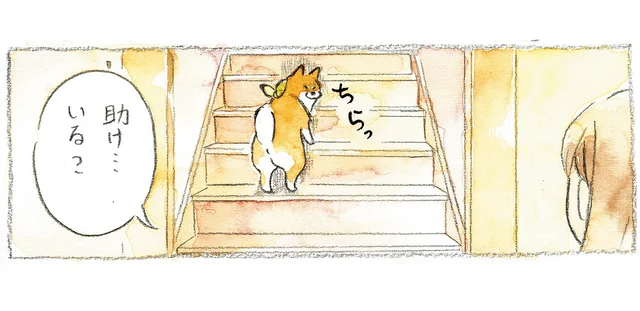 助けなんていらない!? 階段を登ろうとする柴犬に助太刀しようとしたら