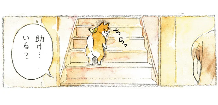 助けなんていらない!? 階段を登ろうとする柴犬に助太刀しようとしたら／柴犬ぽんちゃん、今日もわが道を行く（3）