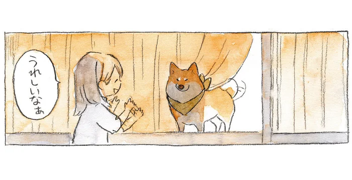 窓際からのお出迎え！ 飼い主の帰りを待っていてくれた柴犬のファンサ／柴犬ぽんちゃん、今日もわが道を行く（5）