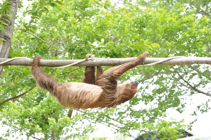 究極の共生関係!ナマケモノのスローライフ