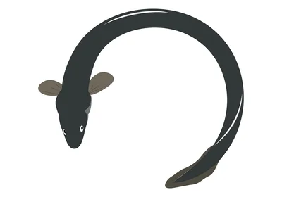 卵や赤ちゃんはいったいどこへ？ウナギの産卵の不思議に迫る！