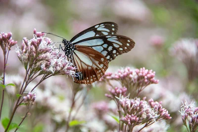 動物より昆虫の方が繁栄しているってホント？昆虫の実態とは