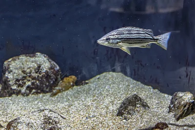 性転換するサカナがいるって本当？奇妙なその正体とは