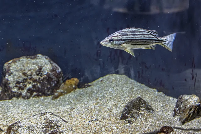 メスからオス、オスからメスへ。性別を変える水中の生き物たち