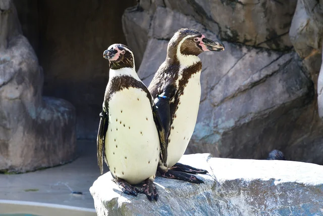 ペンギンが寒い所に暮らす理由とは？驚くべき進化のヒミツ
