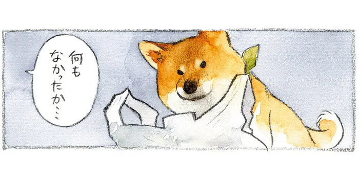 食材の入っていた袋をガサゴソ。何も見つけられずに渋い顔をする柴犬／柴犬ぽんちゃん、今日もわが道を行く（7）