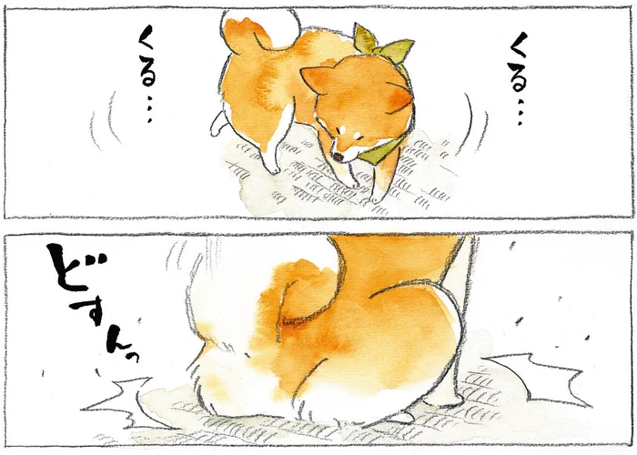 くるくる、どすん。わざわざ邪魔な場所で鎮座する「考える犬」／柴犬ぽんちゃん、今日もわが道を行く（8）