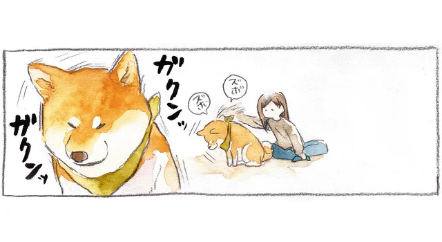 「おっ、マッサージだな」飼い主の遊びも柴犬は前向きに考えてくれている？