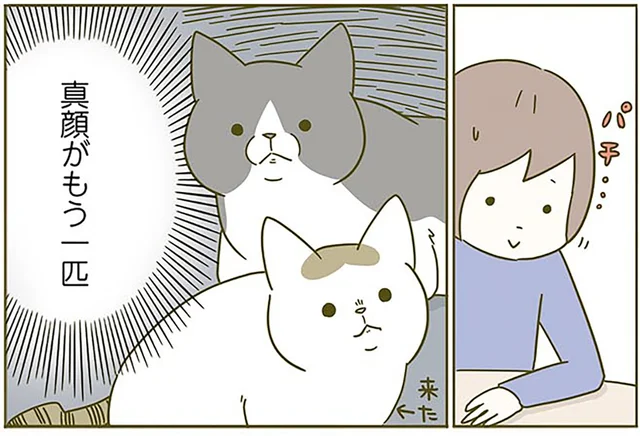 ゆっくりまばたきをして愛を伝えたい。なのに猫は真顔なのはなんで!?