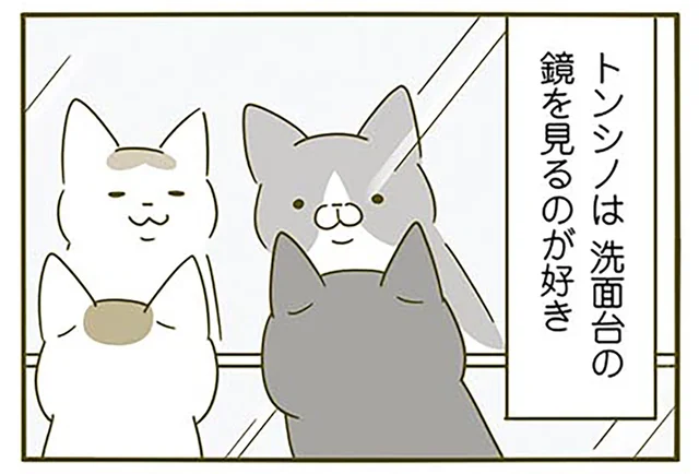 鏡を見るのが好きなんじゃない!? 洗面台の前でおとなしくしている猫たちの真意