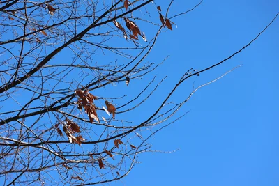 「木枯らし1号」は、実は限られた地域でしか吹かない風⁉