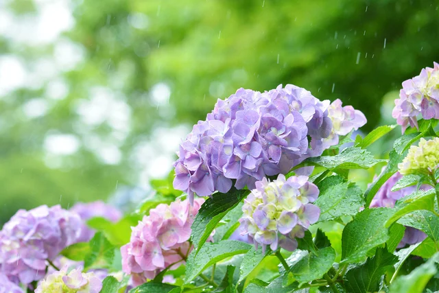 日本に梅雨がくるのはなぜ?ヒマラヤ山脈との意外な関係性