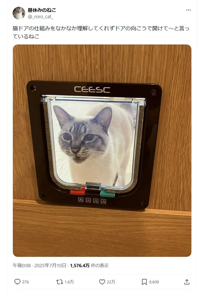 開けて~▶猫ドアの仕組みを知らない猫ちゃん(⇒次へ)