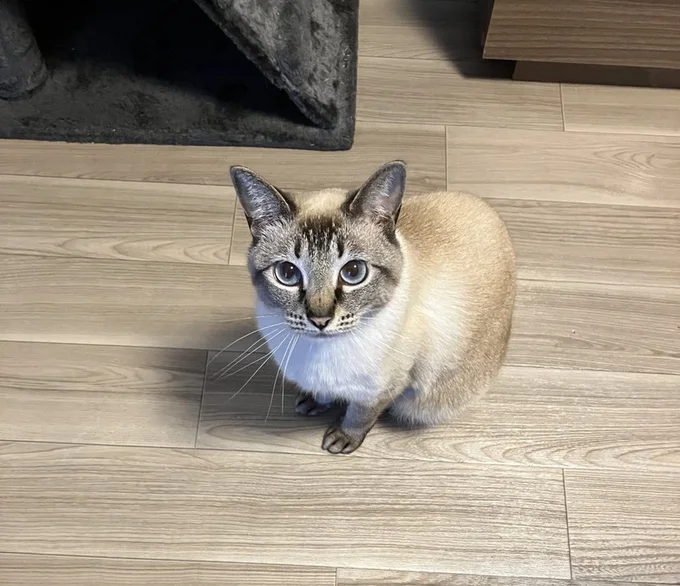 お目目キラキラおねだりのお顔が可愛すぎる！⇒次画像からは甘えん坊でお転婆なシャム猫あずきさんの賑やかな日常を描いたマンガ『ますます!!!!!! シャム猫あずきさんは世界の中心』が読めます！）
