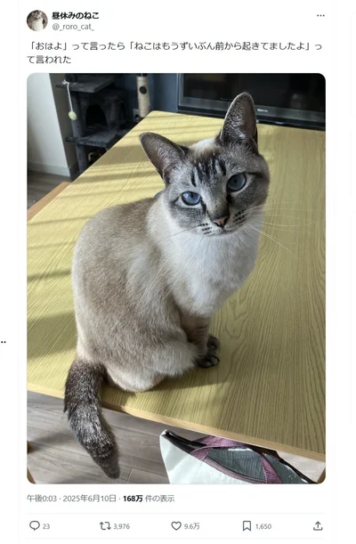 「ねこはもうずいぶん前から起きてましたよ」▶朝ごはんは人間が起きるまで食べません（⇒次へ）