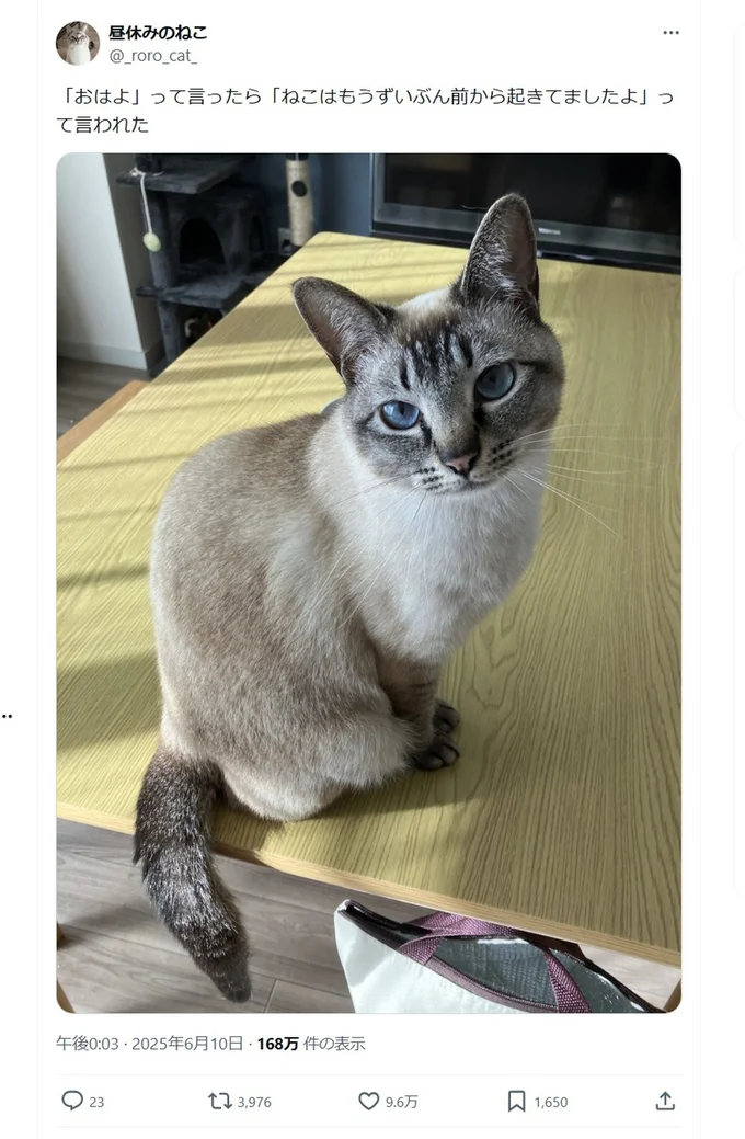 「ねこはもうずいぶん前から起きてましたよ」▶朝ごはんは人間が起きるまで食べません（⇒次へ）