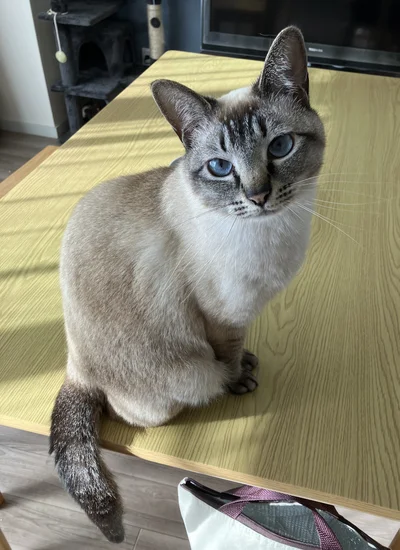人間が起きるまでずっと待っててくれたのかな▶猫ちゃんが乗ってくれた！（⇒次へ）