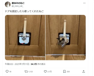 固定したら使ってくれた猫ドア▶様子を伺うロロちゃん（⇒次へ）