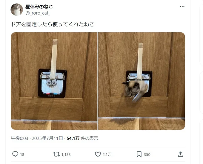 固定したら使ってくれた猫ドア▶様子を伺うロロちゃん(⇒次へ)