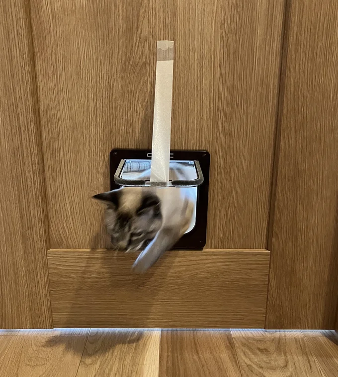 上手に通れました!▶猫ちゃんが先導してくれることも!(⇒次へ)