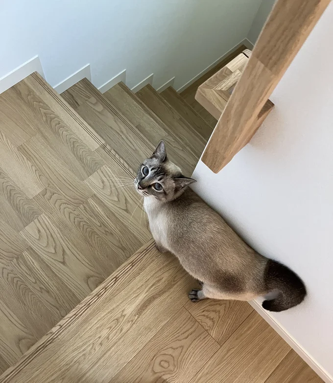 階段を降りるときに先導してくれるロロちゃん▶テーブルでカメラを向けると…(⇒次へ)