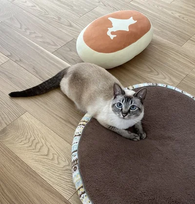 人間と遊びたいロロちゃん▶飼い主さんが出張準備中には（⇒次へ）