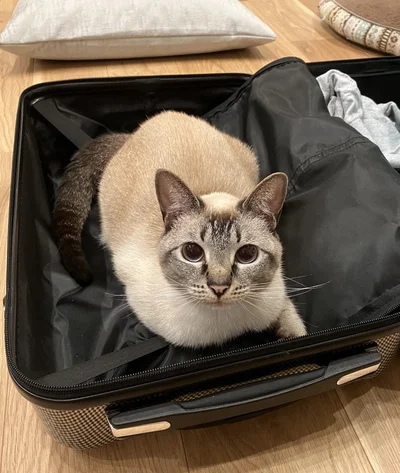 出張についていきたいロロちゃん▶新しいクッションを購入すると（⇒次へ）
