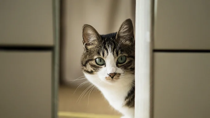 猫は人間にドアを開けて欲しい…?