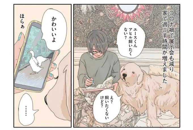 可愛いアヒルをお迎え。ゴールデンレトリーバーとの二人暮らしに変化が!?