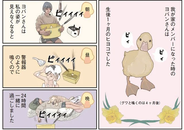鳴き声は警報機並み！ 生後1ヶ月のヒヨコを育てるって想像以上に大変だった