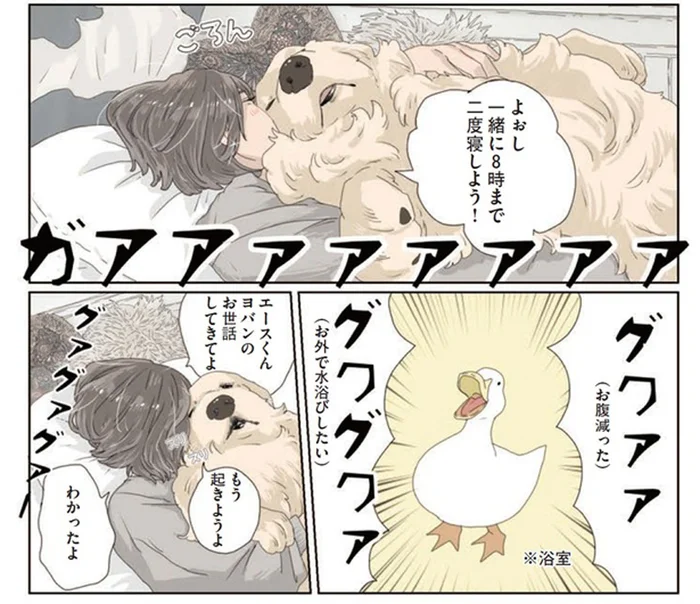 飼い主に手厳しいのはどっち？ 大型犬とアヒルの朝の起こし方／エースくんとヨバンさん（5）