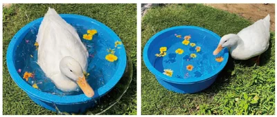 飼い主が、ヨバンのためによかれと思ってお庭のお花をタライに入れてお水に浮かべた時です