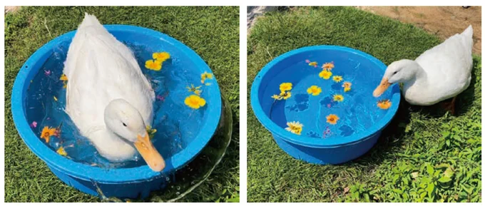 飼い主が、ヨバンのためによかれと思ってお庭のお花をタライに入れてお水に浮かべた時です