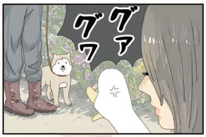 お散歩中にご近所の犬と遭遇。一緒に住む大型犬には超強気なアヒルの反応は?