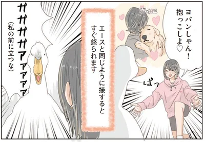 なんで怒るの!? 「抱っこしよ」犬と同じ感覚でアヒルに接したら