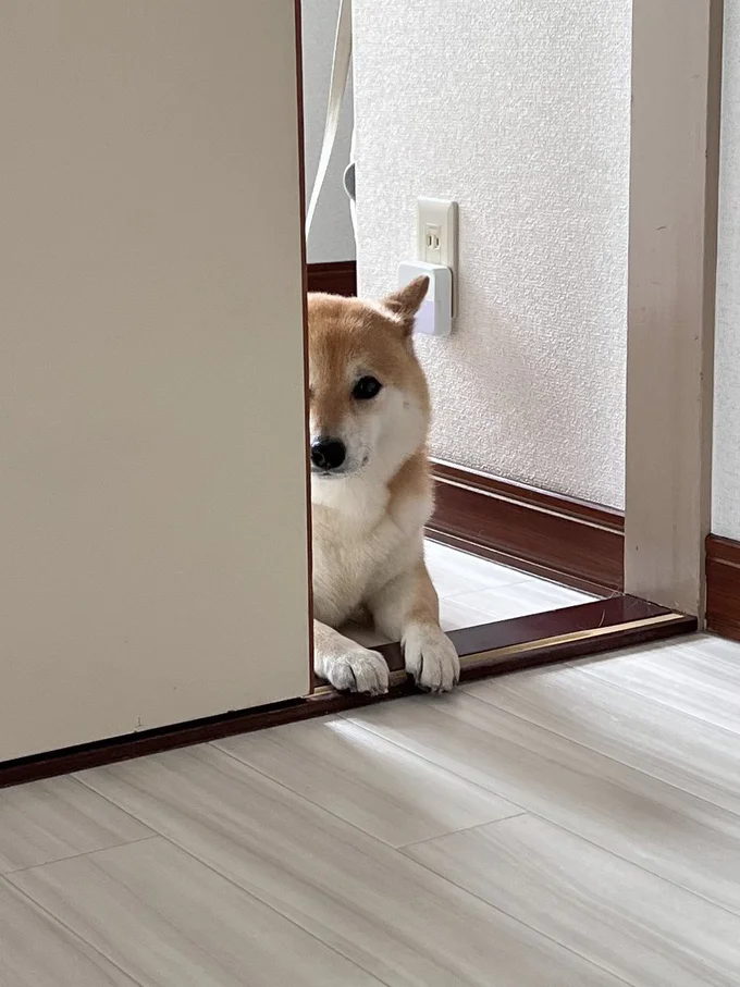 じっと見つめ、おいていかれないよう待機するふう太くん！「見てるぞ」という圧がすごい！▶でもときには……（⇒次へ）