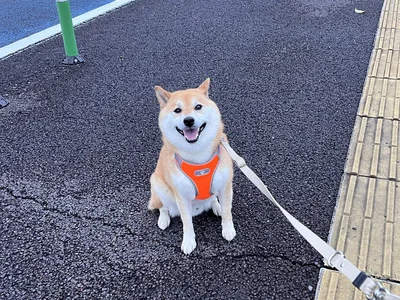 爽やかな顔で拒否することも！「やだ☆」という意思が伝わってきますね（笑）▶陽の光が好きなのか……（⇒次へ）