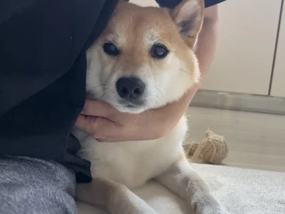 甘えたいときは甘えます！飼い主さんにぴったりくっついている様子に癒される……！▶でもやっぱり外では（⇒次へ）