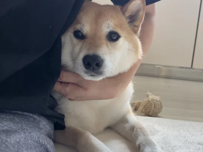 甘えたいときは甘えます！飼い主さんにぴったりくっついている様子に癒される……！▶でもやっぱり外では（⇒次へ）