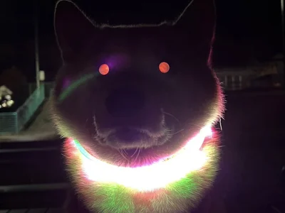 「ギリギリイヌ判定」なふう太くん爆誕！闇の眷属かな？存在が才能の塊すぎます！（⇒次の画像からは、犬の存在のかけがえのなさを描いた『ドベとノラ 犬がくれた優しい世界』が読めます）