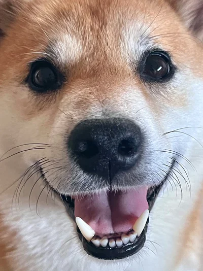おやつを期待しまくっちゃう！▶疲れてきたら……（⇒次へ）