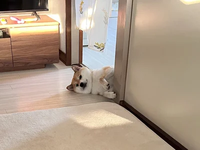 この横向きの姿で「ごはんまだかなぁ」と覗いています。可愛い！▶ふう太くんはとっても表情豊かで（⇒次へ）