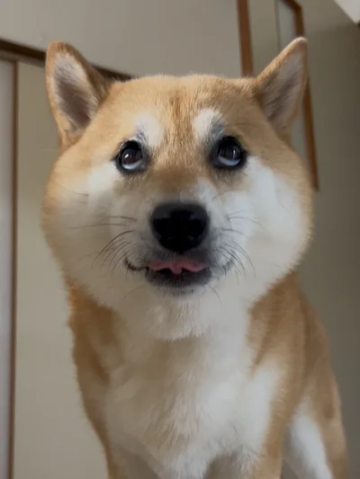 ときにはこんな顔をしていることも！どんな感情！？（笑）▶舌をよく見てみると（⇒次へ）