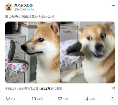鍋つかみ攻撃を神回避！▶夜にピカピカの首輪をつけると（⇒次へ）