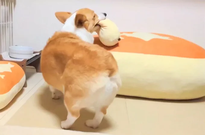 お気に入りの枕を持ってクッションへ▶落とさないように(⇒次へ)