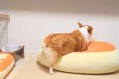 クッションの上に乗るこまちちゃん▶枕は落とさない…！（⇒次へ）