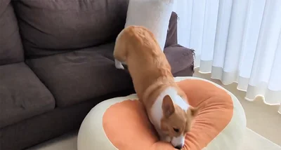 クッションへ向かうこまちちゃん▶体勢を整えて…（⇒次へ）