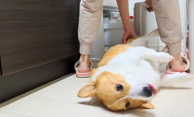 冷蔵庫開けますからね▶終わったので（⇒次へ）