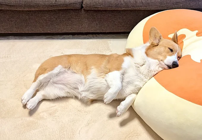 元気いっぱいで甘えん坊なコーギーのこまちちゃん